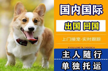 江西省宠物托运公司江西省宠物托运公司江西省宠物托运公司