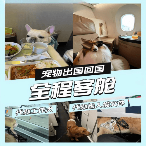 江西省宠物托运到白俄罗斯宠物入境规定和要求